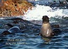 Cape Fur Seals