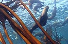 Cape Fur Seals