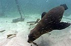 Cape Fur Seals