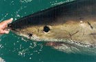 Great White Shark cage diving - Gansbaai, South Africa