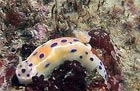 Nudibranch