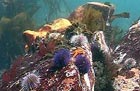 Gansbaai Coral Reef