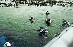 Scuba diving in Gansbaai