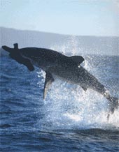 Great White Shark Breaching in False Bay South Africa