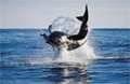 Great White Shark Breaching in False Bay South Africa