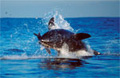 Great White Shark Breaching in False Bay South Africa